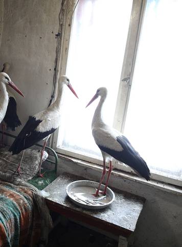 Storks that were saved by Bulgarian farmer Ismail are pictured in the village of Zaritsa