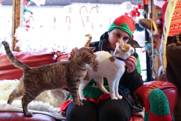 24sata Rijeka: Advent za mačke u Kitten Safe House