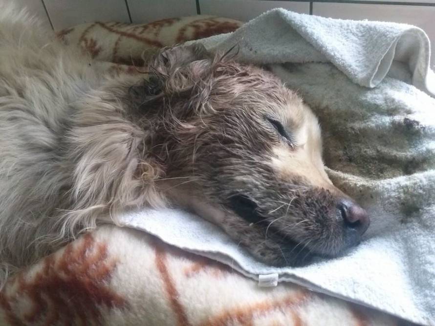 Udruga Pobjede Osijek