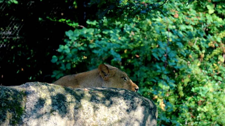 TUGA Lav ubio lavicu u ZOO vrtu u Zagrebu! Stigli su nedavno
