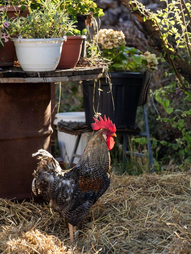 FOTO Farma blizu Splita na kojoj možete ručati među knjigama i družiti se sa životinjama