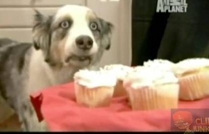 Psu su ponudili ukusne kolačiće, a on pao u trans