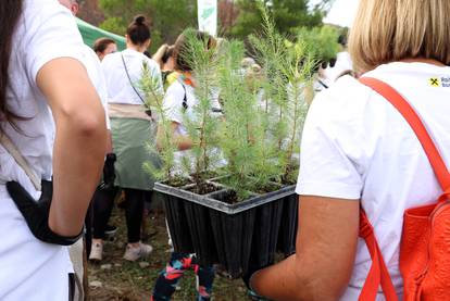 FOTO Više od tristo volontera sudjelovalo u pošumljavanju Grebaštice kod Šibenika