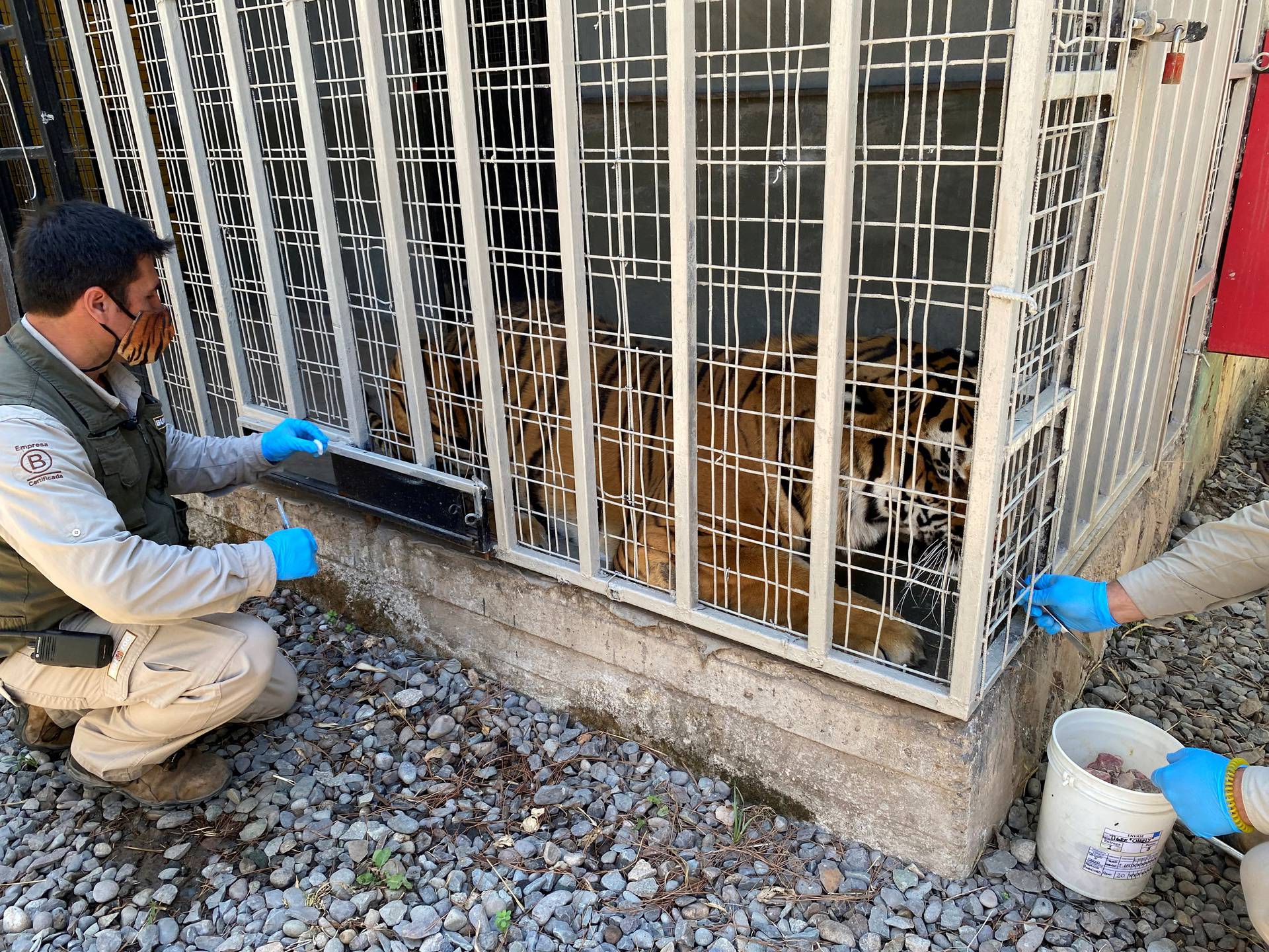 Animals in Chilean Zoo receive an experimental coronavirus disease (COVID-19) vaccine in Santiago