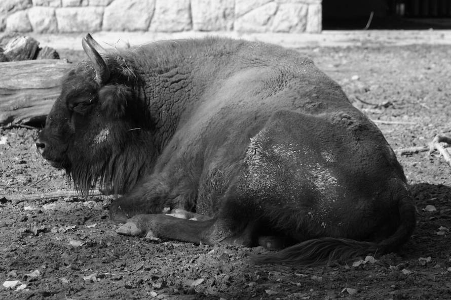FOTO Tužne vijesti iz Zagreba: Uginula je bizonica Ozana...