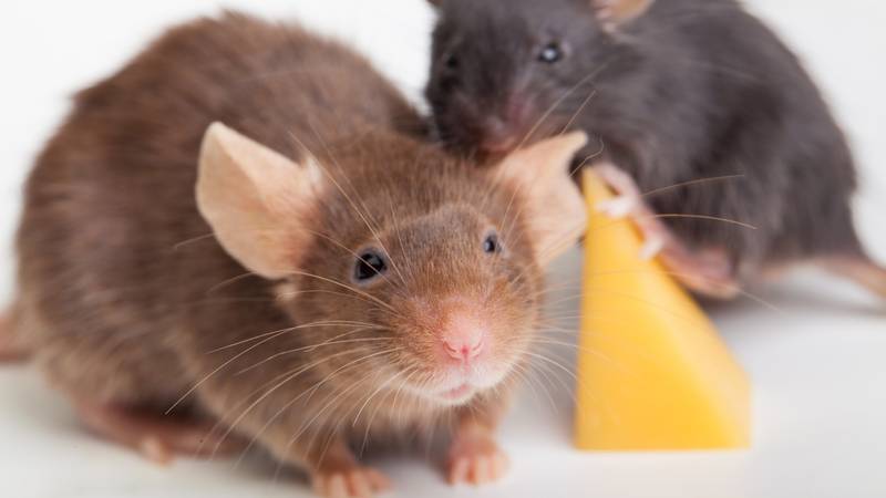 Ne pozivajte štakore na večeru: tajne kako zauvijek otjerati ove nepoželjne goste iz svog doma