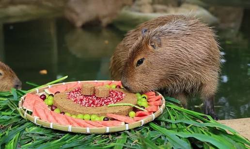 VIDEO Slatka gozba u ZOO vrtu: Kapibare i pande jedu 'kola&ccaron;e'