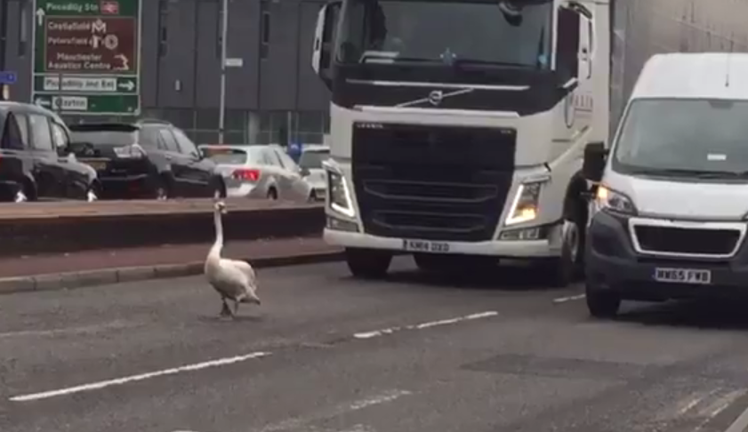 Samo pomalo: Opušteni labud izazvao je prometni 'krkljanac'