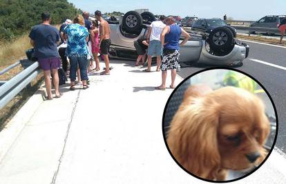 Traži se pas belgijske obitelji koja je doživjela nesreću na A1