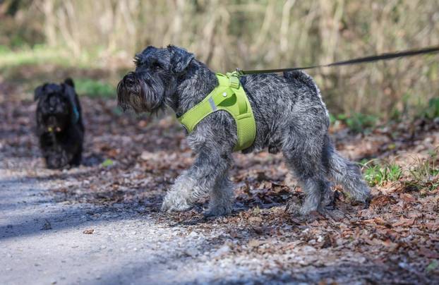 Žumberak: U organizaciji Miniature Schnauzers Croatia održano je druženje patuljastih šnaucera