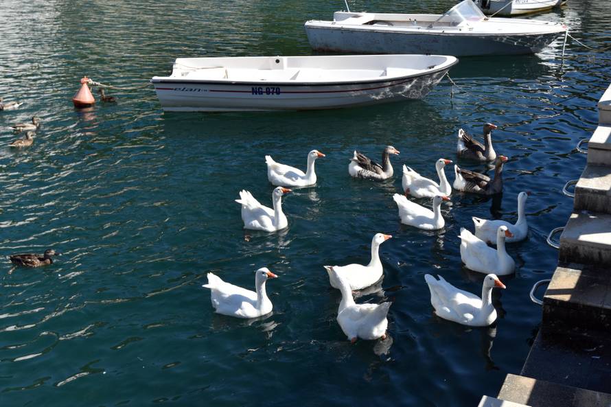 Rođena u inkubatoru: Vesnu druge guske ne puštaju u jato