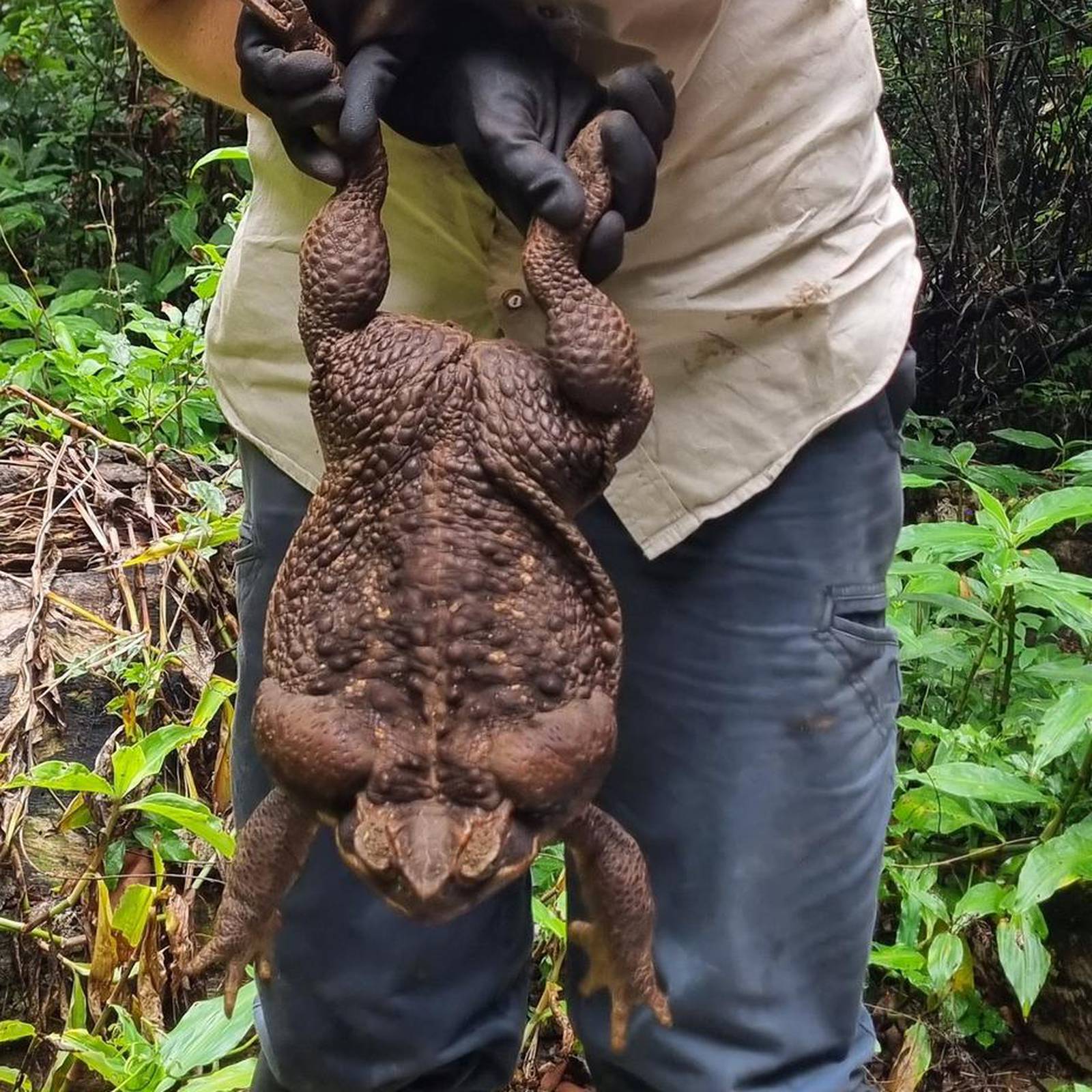 Giant cane toad 'Toadzilla' shocks Australian park rangers