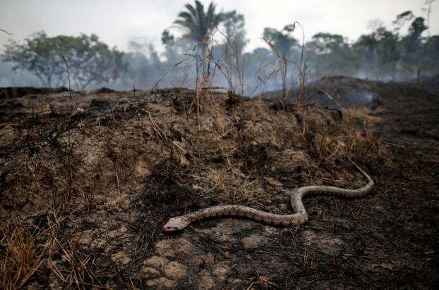 Snake is seen while a tract of Amazon jungle after a fire while as it is being cleared by loggers and farmers in Porto Velho