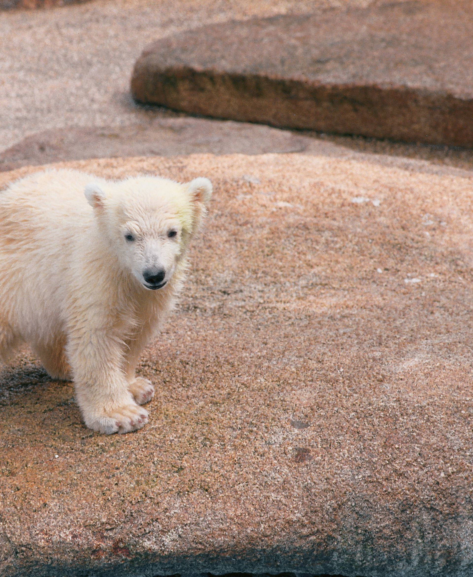 Handout photo of polar bear Inuka