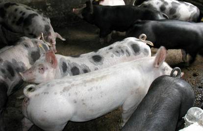 Kutjevo: Sa farme su joj ukrali utovljene svinje