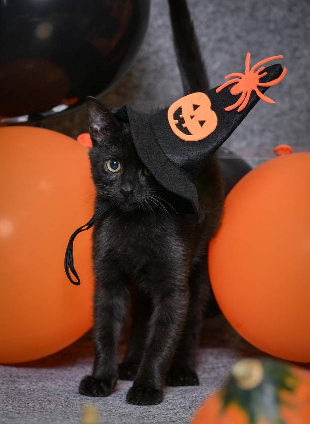 Sklonište u Dumovcu poziva na posebno jesensko udomljavanje pasa i mačaka