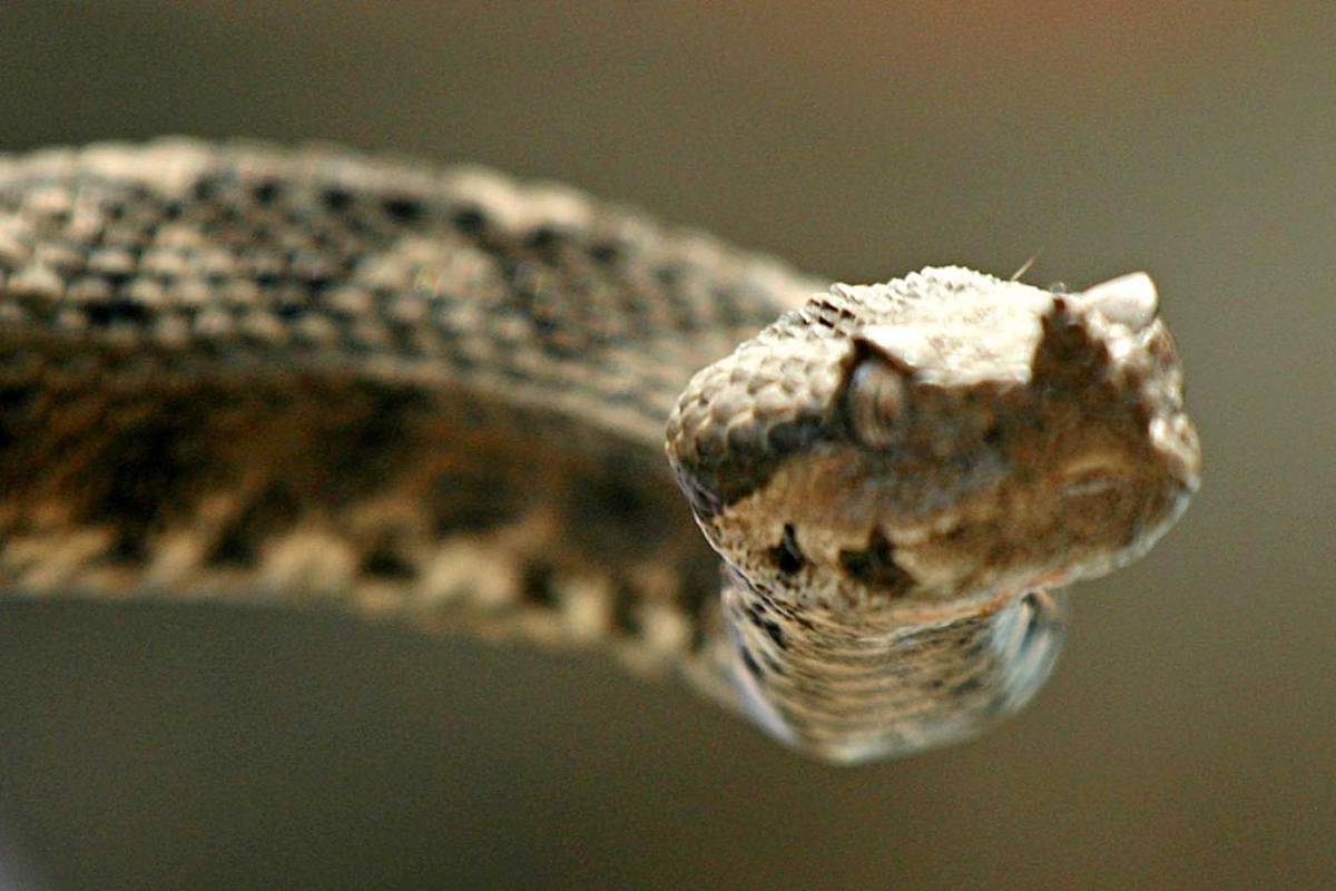 Zmije grizu, a seruma nema: U dvije godine poskupio 60 puta