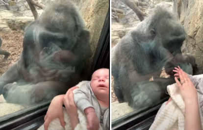 Pogledajte video: Majka došla u zoološki vrt s bebom, gorila dovela mladunče da ga pokaže