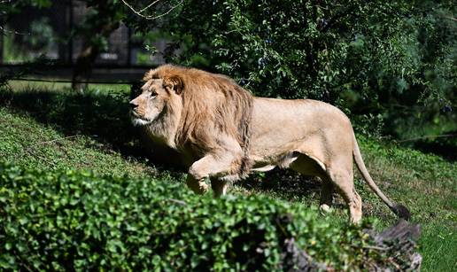FOTO Ovo su Uganda i Tayri, novi lavlji par u ZOO-u Zagreb