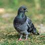Pigeons