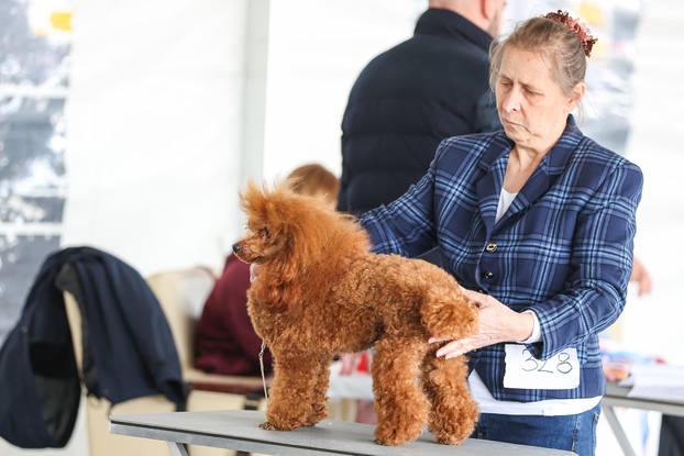 Zaprešić: Ispred Wesgatea održana međunarodna izložba pasa