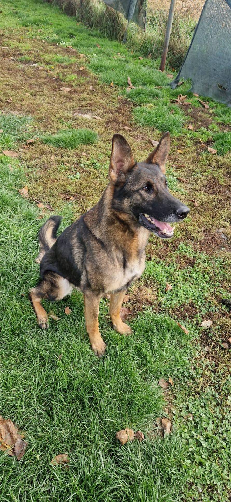 Udomite pse koji su tražili mine: 'Hrabro su spašavali ljudske živote, a sada traže novi dom'