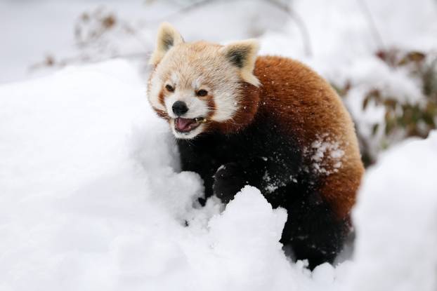 Zagreb: Snježno prijepodne u zoološkom vrtu