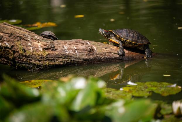 Zagreb: Životinje u Zoološkom vrtu odmaraju tijekom vrućina