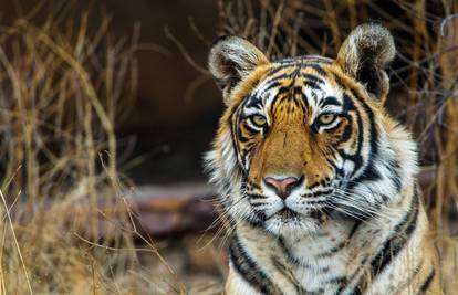 Kaos u Indiji: Tragaju za tigrom koji je ubio već osmero ljudi