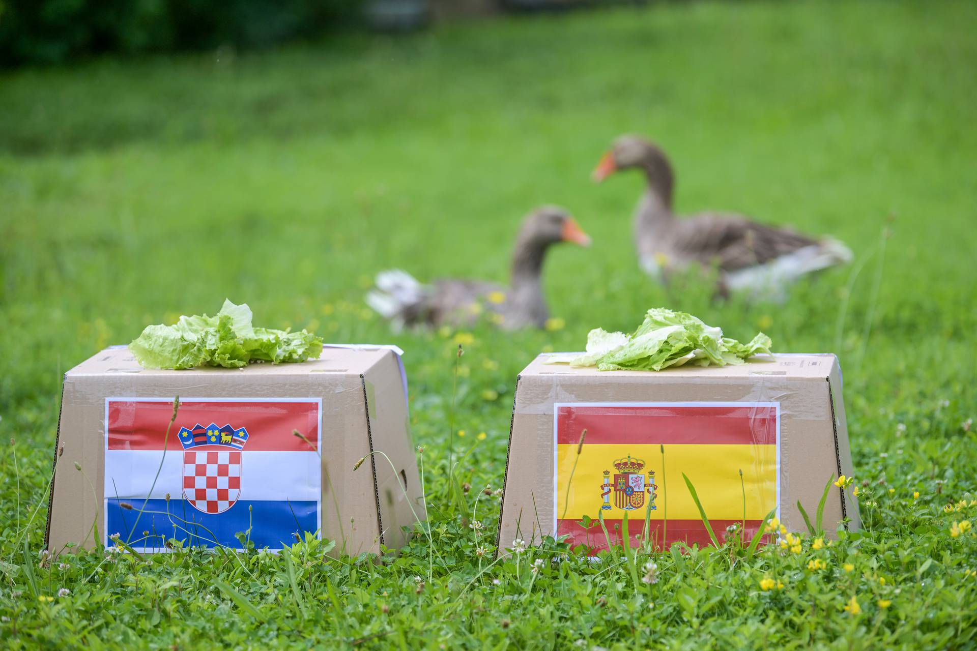 Zabok: Guska Severina prognozira tko će pobijediti na utakmici Hrvatska-Španjolska u subotu