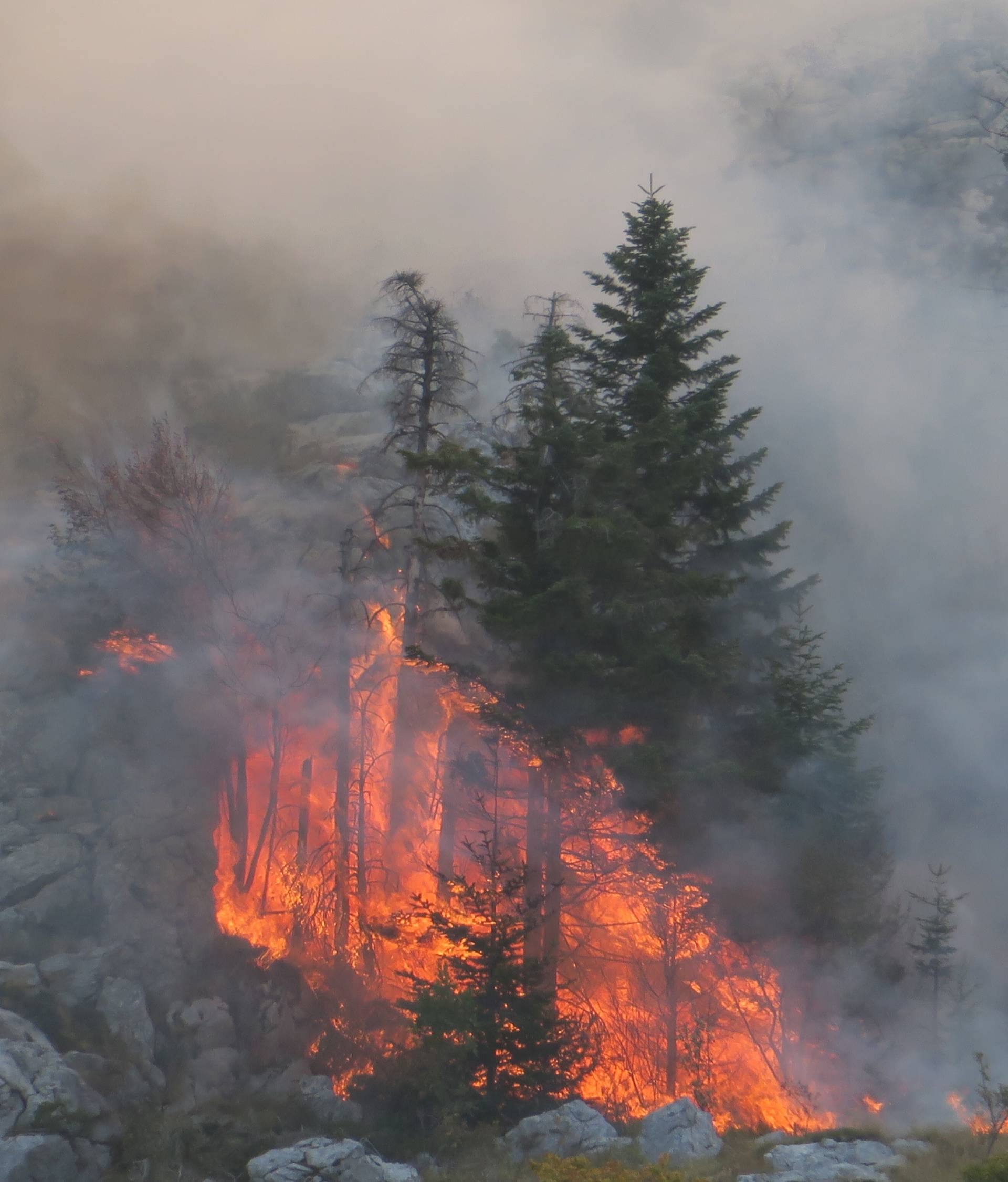 Nemoćni su: Samo kiša može spasiti biokovske endeme...