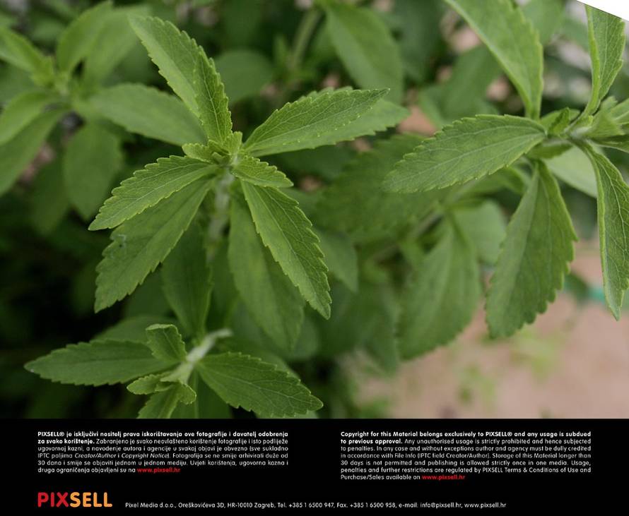 Borna Filić/Pixsell