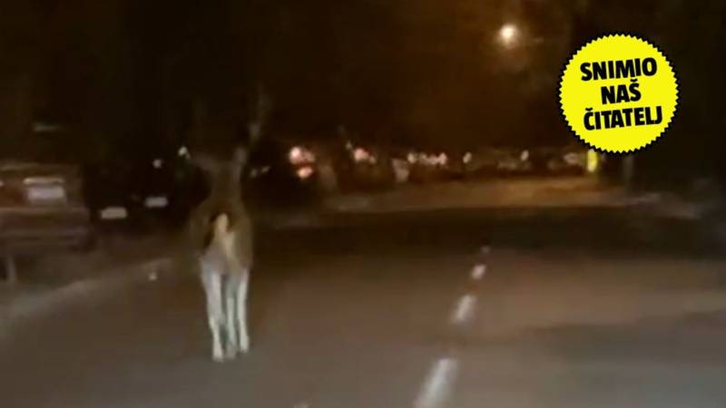 VIDEO Jelenko šeće Zagrebom: 'U 4 je lutao Ksaverskom pa se spustio skroz do Ribnjaka!'