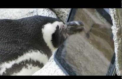 Kako zabaviti pingvine? Dajte im iPad da love virtualnog miša