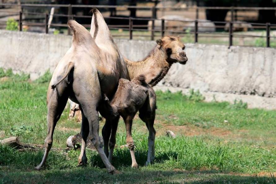 Davor javorovic/PIXSELL