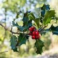 Omiljeni božićni ukras: U kasnu jesen sadimo lijepu božikovinu, pripazite na otrovne bobice
