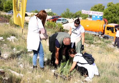 FOTO Više od tristo volontera sudjelovalo u pošumljavanju Grebaštice kod Šibenika