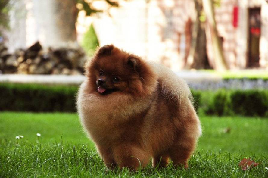 Uzgajivačnica The Best Models