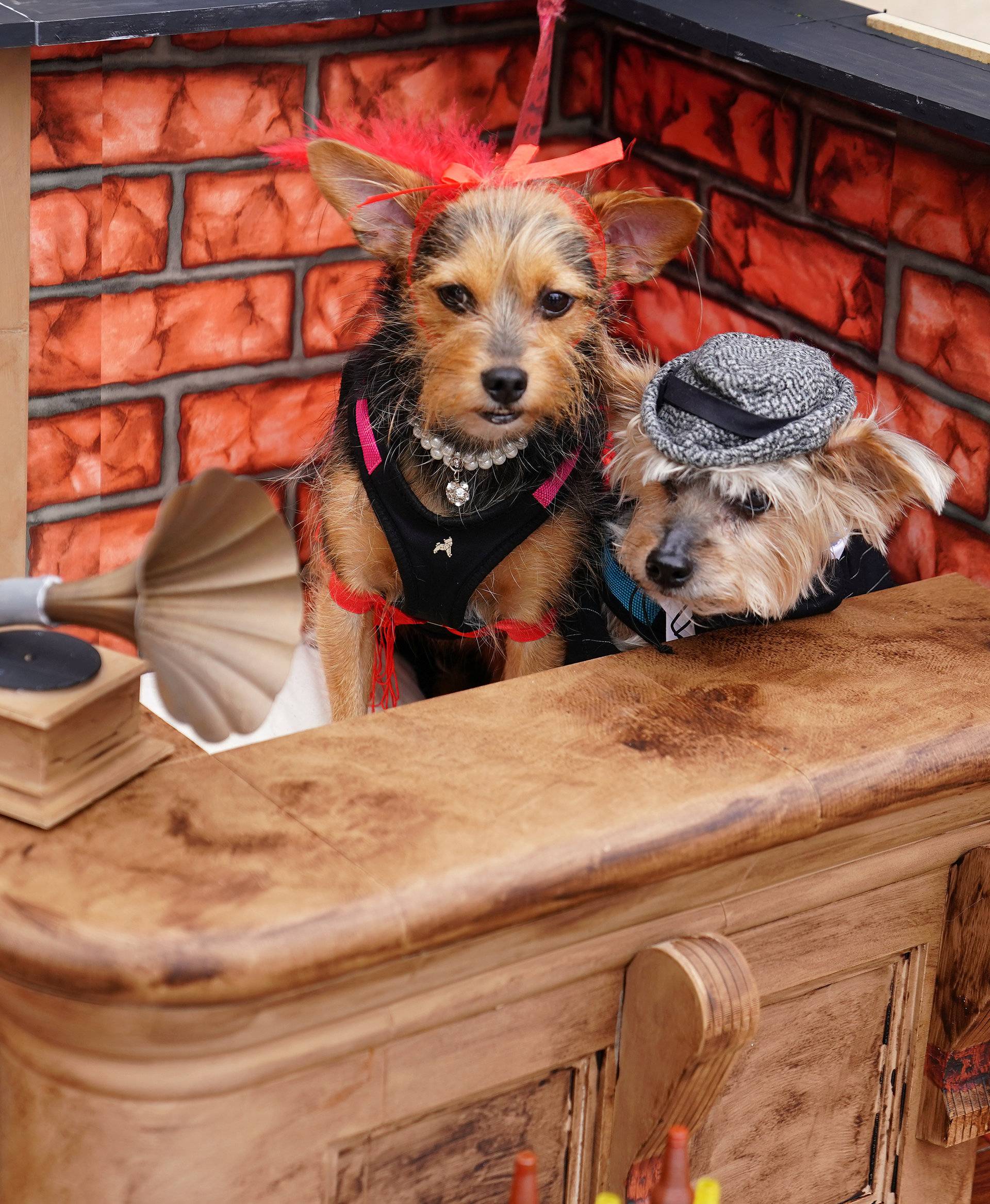 Dogs attend the Tompkins Square Park Halloween Dog Parade at East River Park in the Manhattan borough of New York City