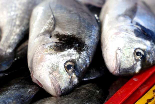 Šibenik: Ponuda ribe na korizmeni petak