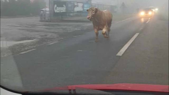 Pogledajte snimku iz Hrastja:  Preplašeni bik trči cestom, stvorila se prometna kolona