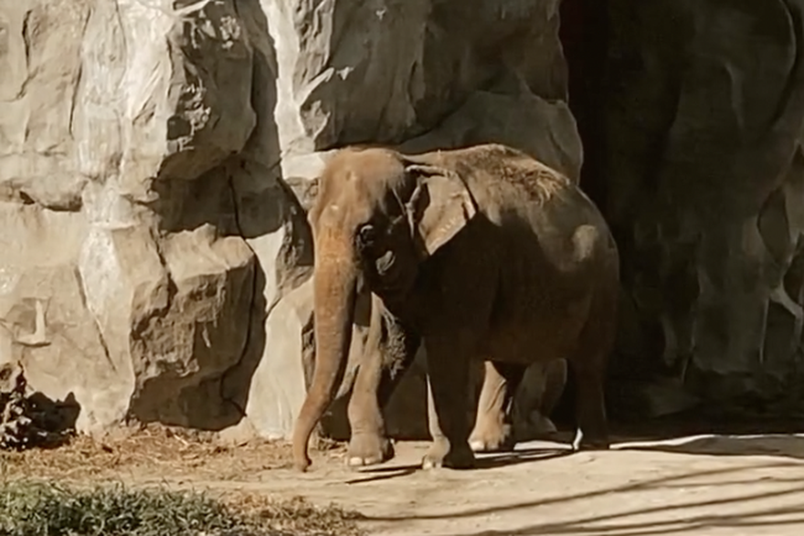 Uginula Mali, najusamljenija slonica na svijetu