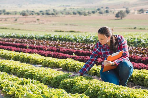 Young,Technical,Woman,Working,In,A,Field,Of,Lettuces,With