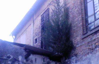 Iz zida napuštene zgrade tvornice u Zadru raste bor