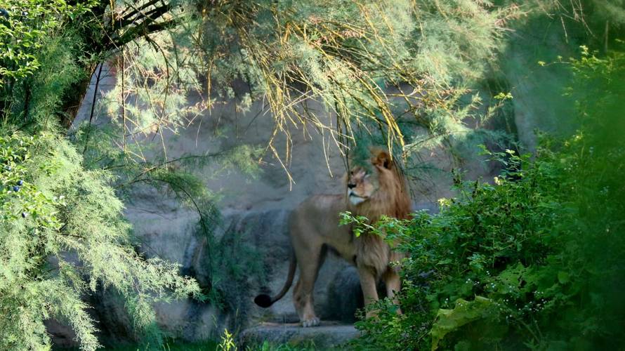 TUGA Lav ubio lavicu u ZOO vrtu u Zagrebu! Stigli su nedavno