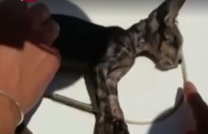 Dirljiva snimka: Mačiću su dali umjetno disanje i spasili ga