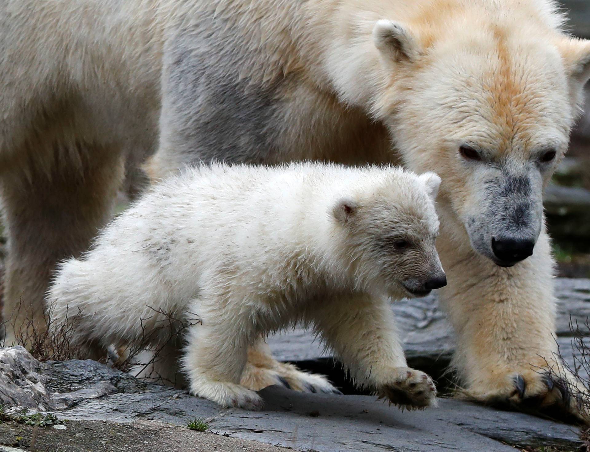 A female polar bear cub is seen together with 9 year-old mother Tonja during her first official presentation for the media at Tierpark Berlin zoo in Berlin