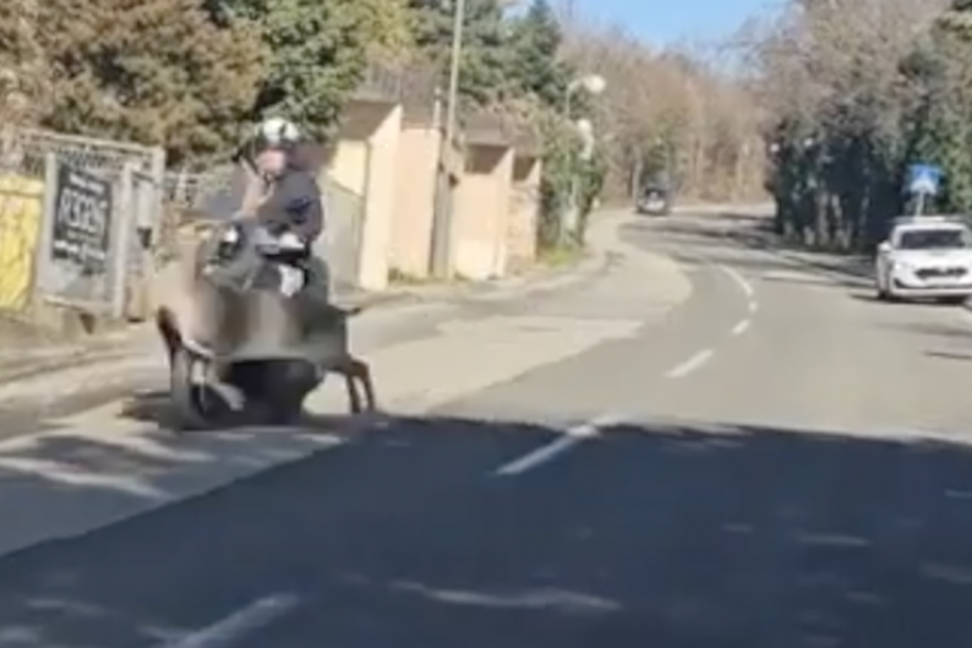 Sudar jelena i skutera