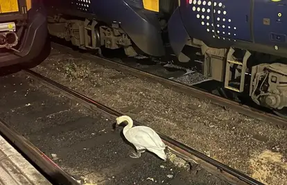 Ludnica na kolodvoru, kasnili vlakovi u doba najveće gužve: 'Prošetavao se labud...'