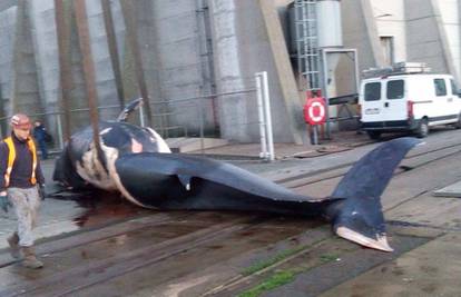 Slučajni teret: Brodom udarili i pokupili kita od 11,5 metara 